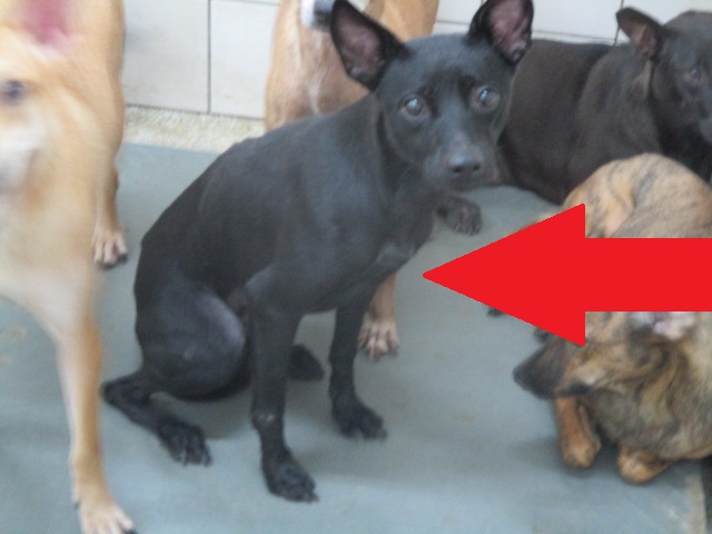 Photo of No. LAAAG1130719, Adult · Female · Medium · Mixed breed