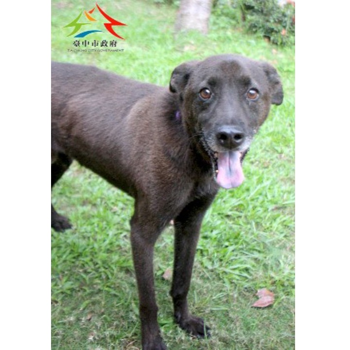 Photo of No. FAABG11504186003, Adult · Male · Large · Mixed breed