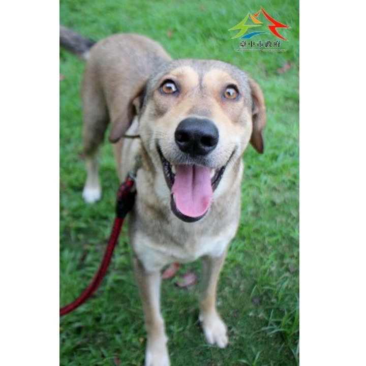 Photo of No. FAABG11504256005, Adult · Female · Large · Mixed breed