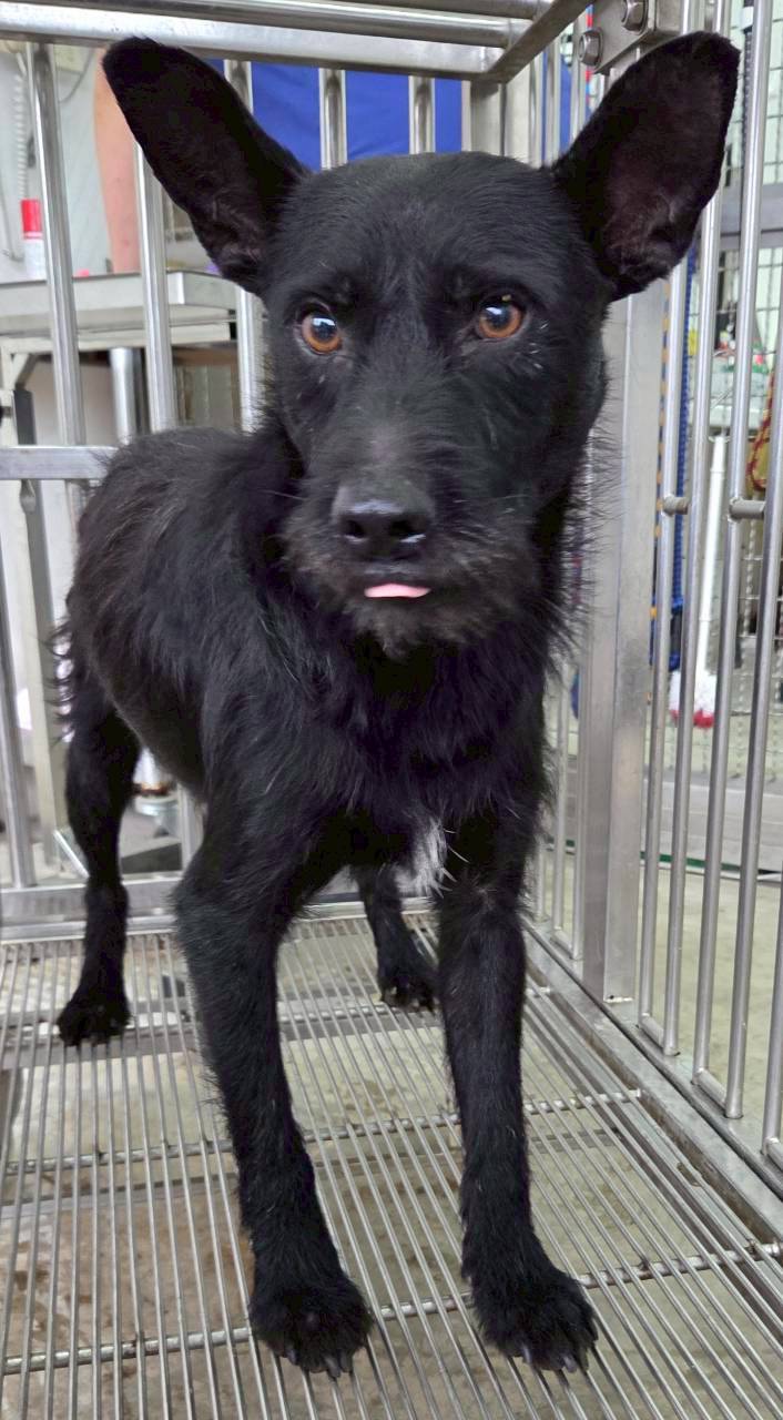 Photo of No. OAAAG1150610001, Adult · Male · Medium · Mixed breed