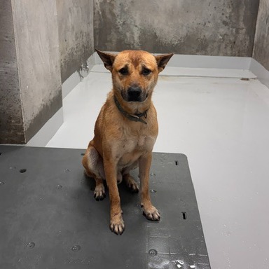 Tan adult male mixed-breed dog, Large, shelter no. …0001