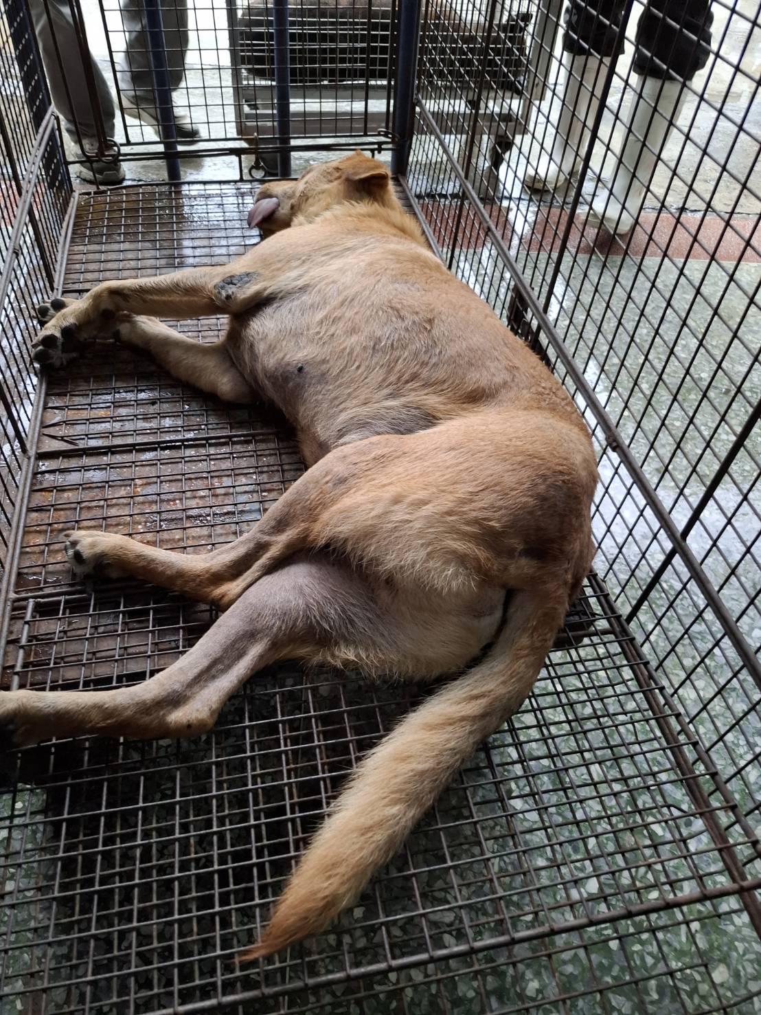 Photo of No. S150610-06, Adult · Male · Medium · Mixed breed