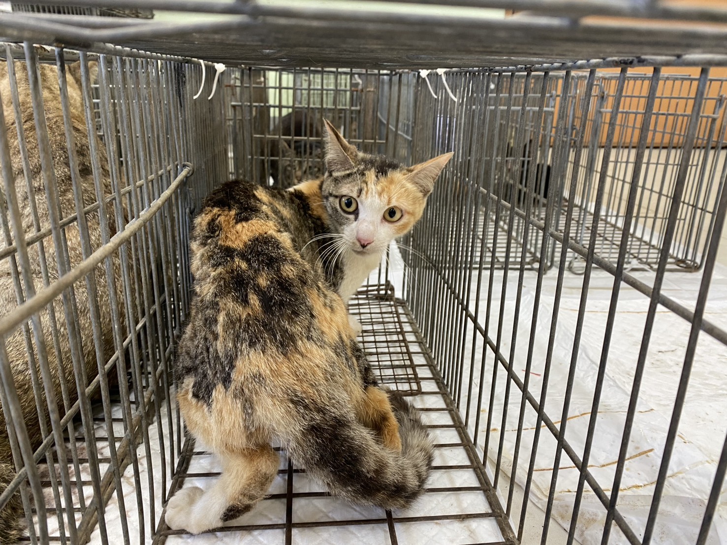 Photo of No. 1150603C03, Adult · Female · Small · Mixed breed