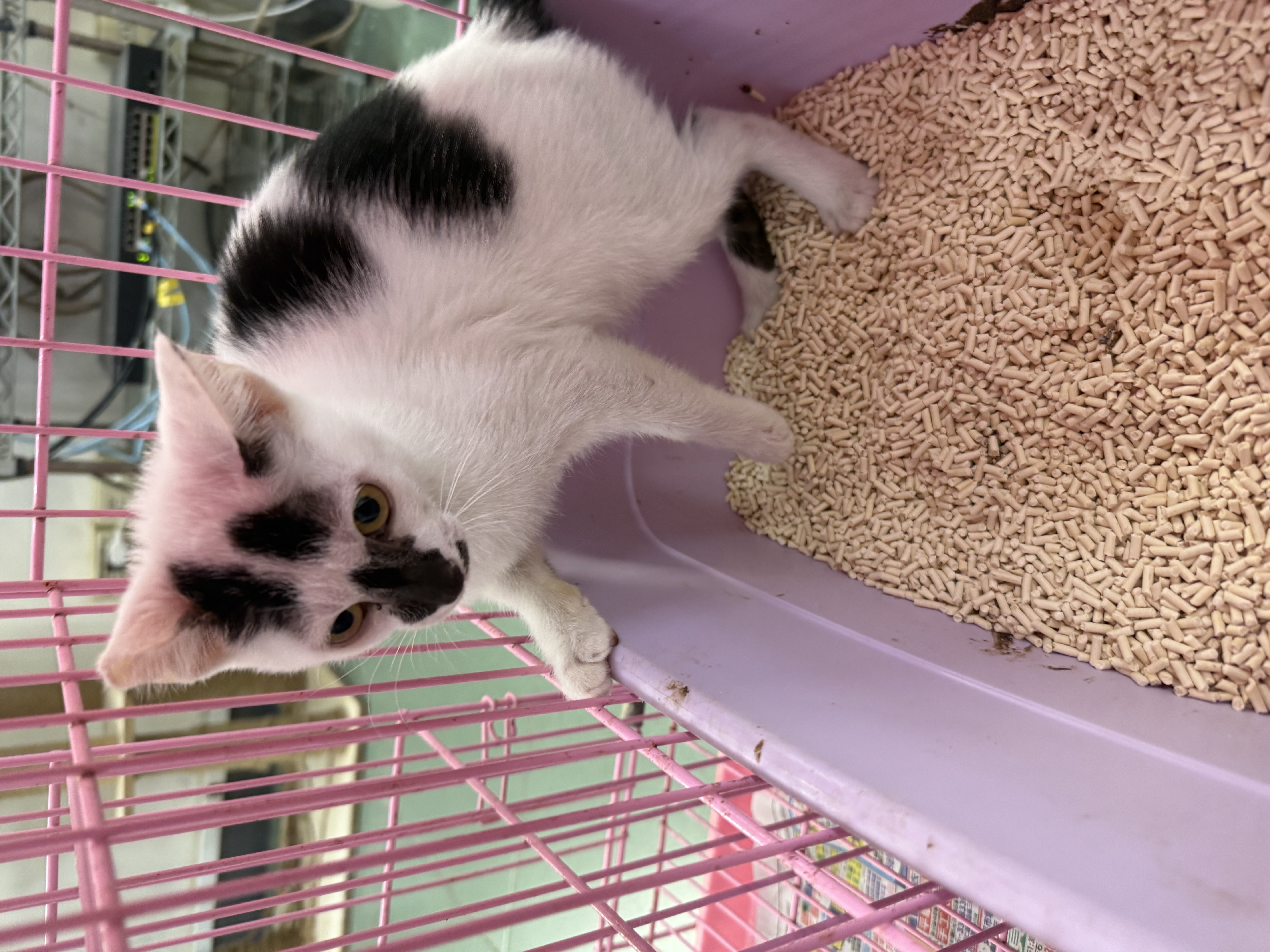 Photo of No. UAABG1150611004, Young · Female · Small · Mixed breed