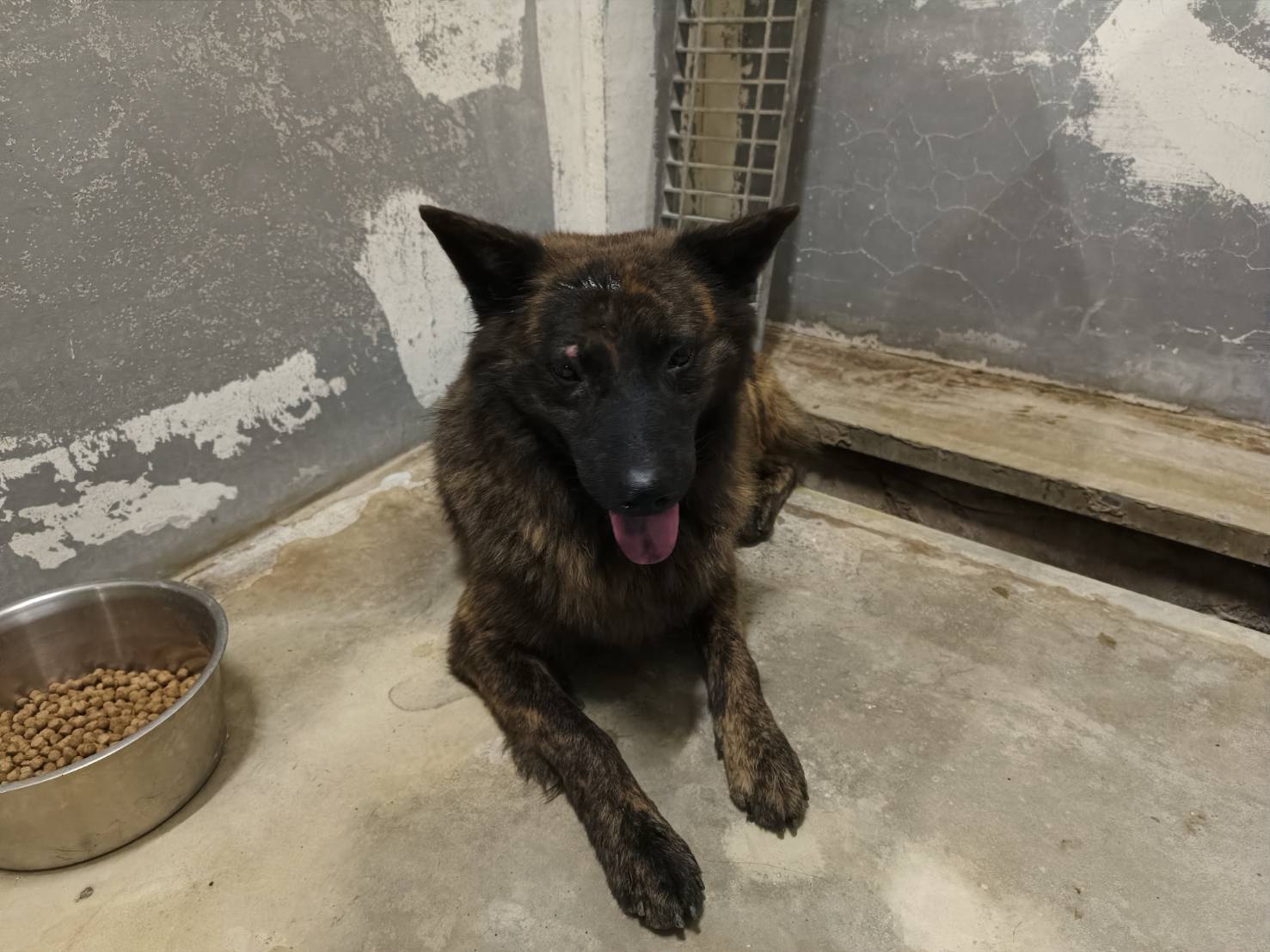 Photo of No. RAAAG1150611002, Adult · Male · Medium · Mixed breed
