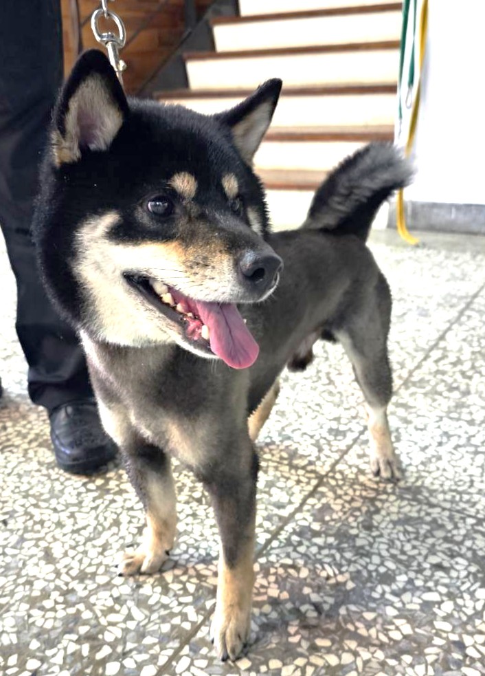 Photo of No. 1150972, Adult · Male · Large · Shiba Inu