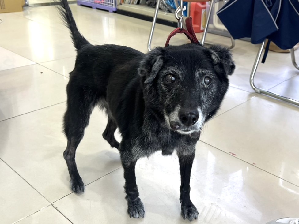 Photo of No. LAAAG1150612A1, Adult · Female · Medium · Mixed breed