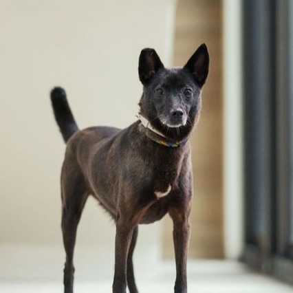 Photo of No. AAAGG1150612002, Adult · Female · Medium · Mixed breed