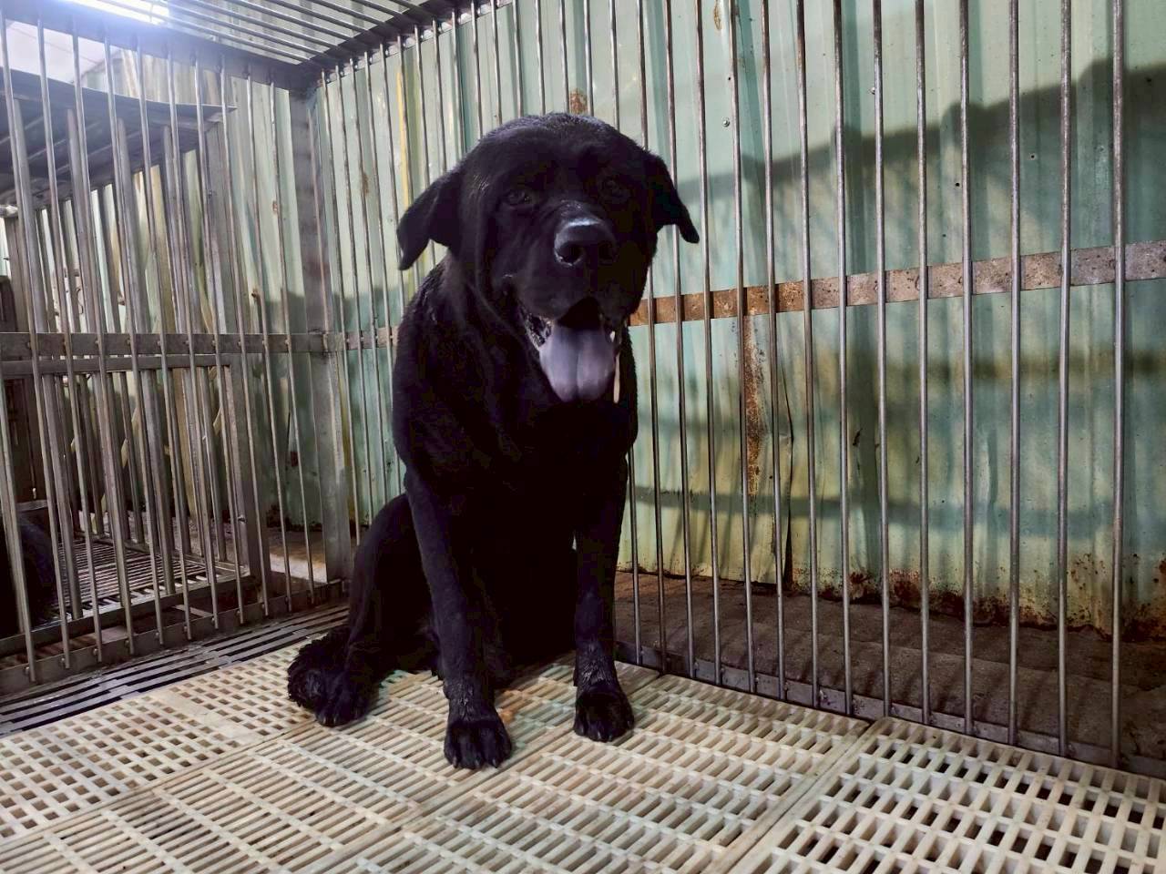 Photo of No. AAADG2026061201, Adult · Male · Medium · Mixed breed