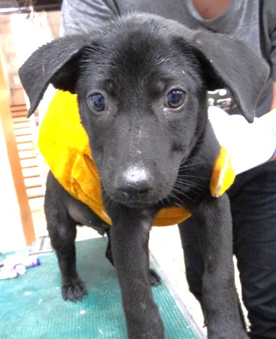 Photo of No. 1150978, Young · Male · Small · Mixed breed