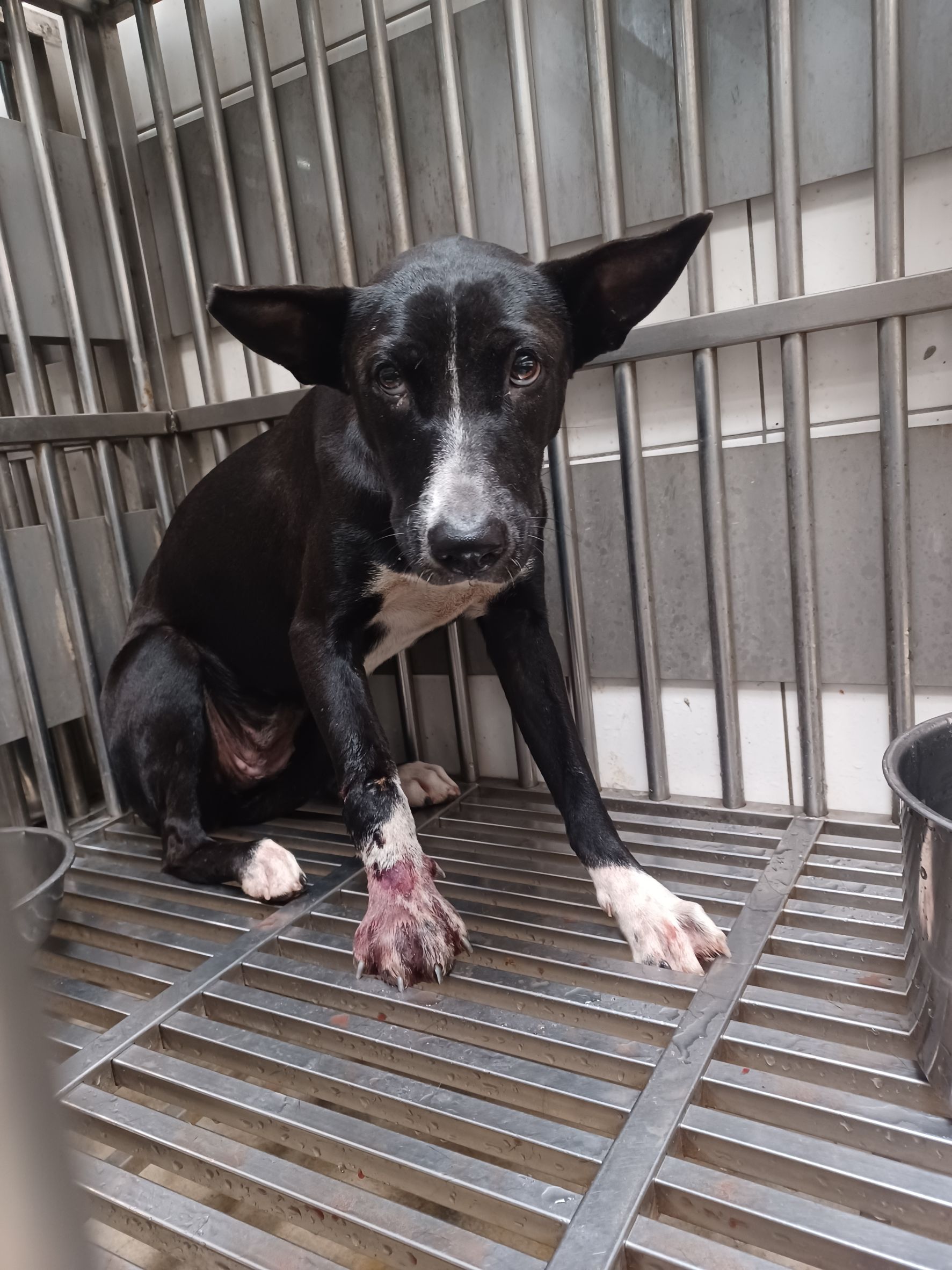 Photo of No. AAAEG1150613002, Adult · Female · Medium · Mixed breed