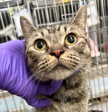 Tabby adult female mixed-breed cat, Medium, shelter no. …4001