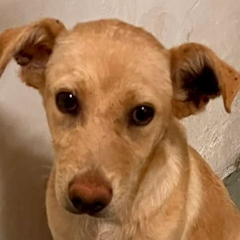 Photo of No. AAAJG1150612002, Adult · Female · Medium · Mixed breed