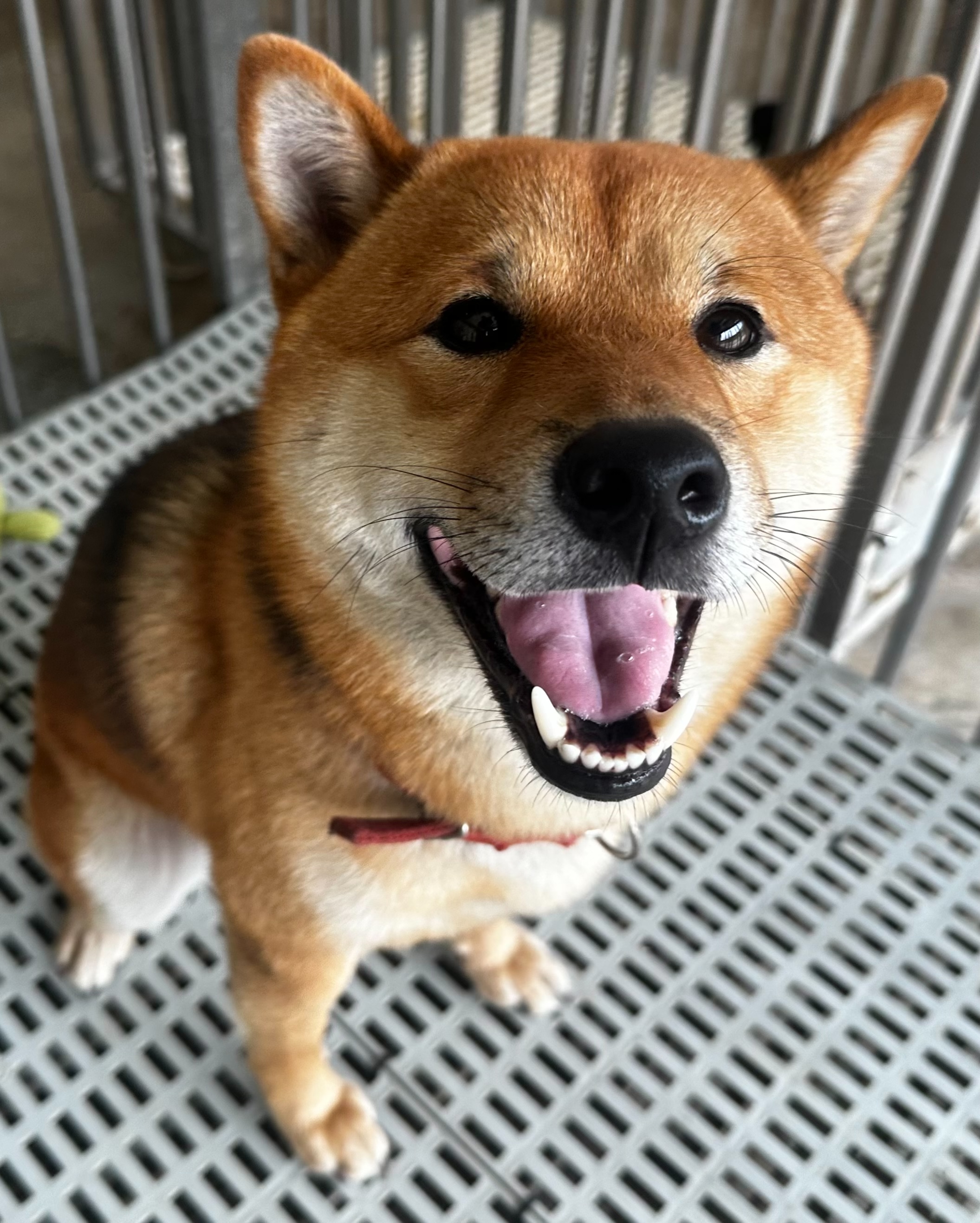 Photo of No. OAAAG1150615001, Adult · Male · Medium · Shiba Inu