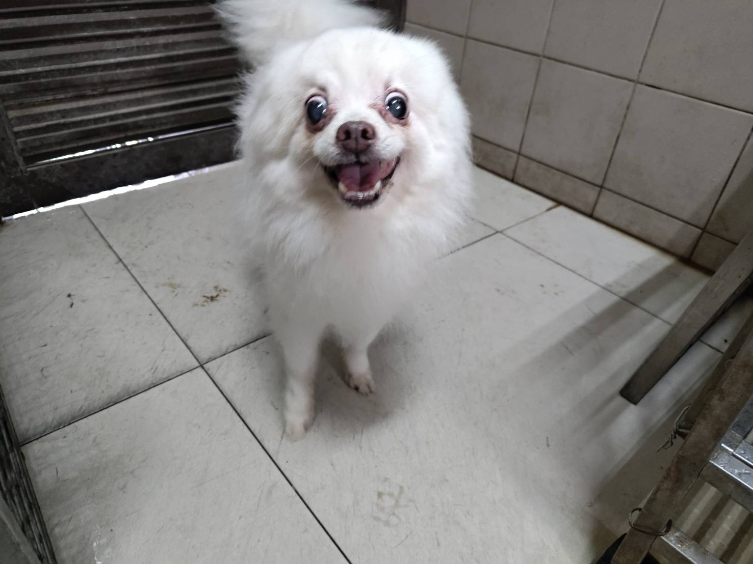 Photo of No. LAABG115061303, Adult · Male · Small · Pomeranian