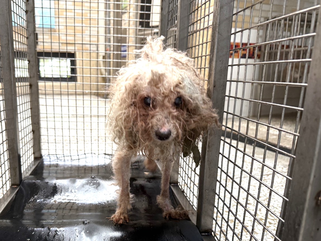Photo of No. 0615W8, Adult · Male · Small · poodle