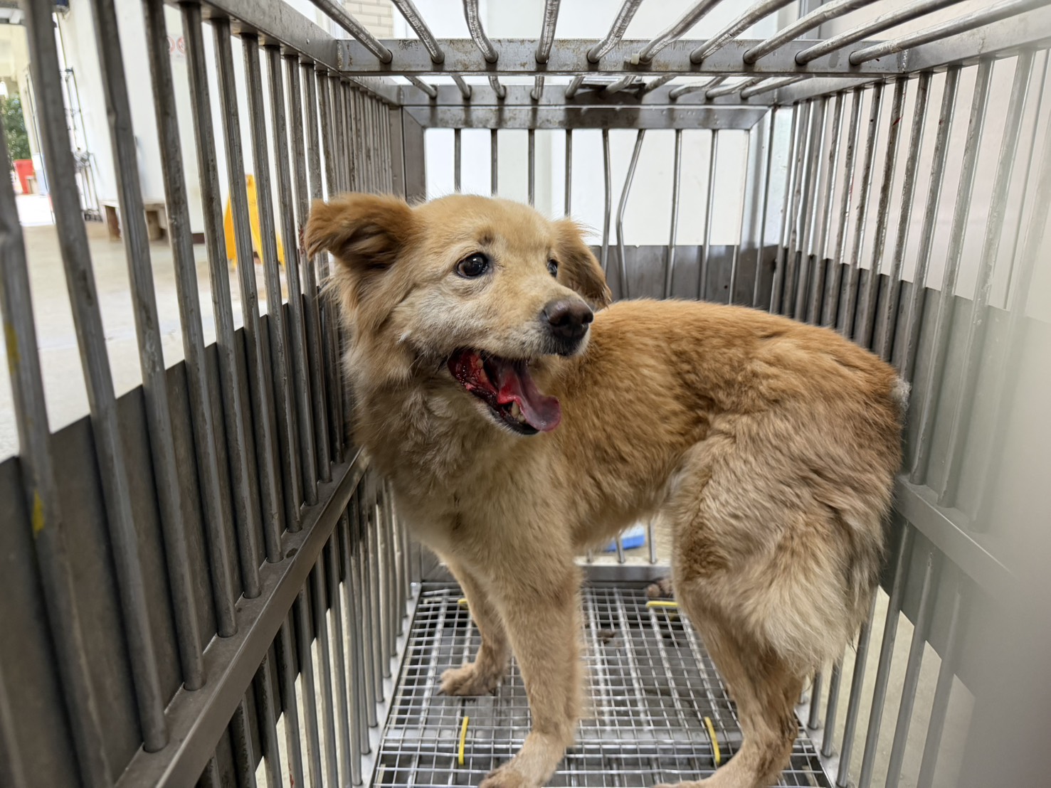 Photo of No. CAAAG1150616002, Adult · Female · Medium · Mixed breed