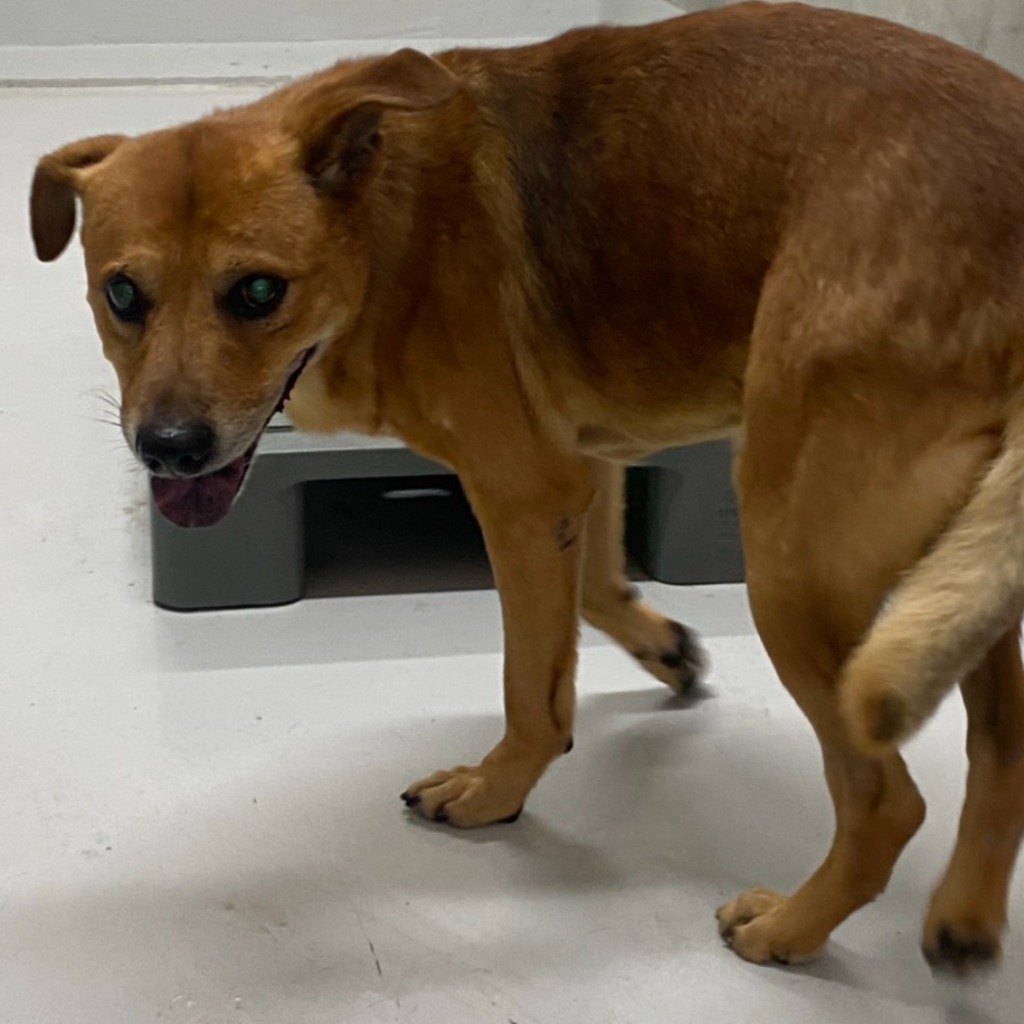 Photo of No. QAAAG1150616001, Adult · Male · Large · Mixed breed