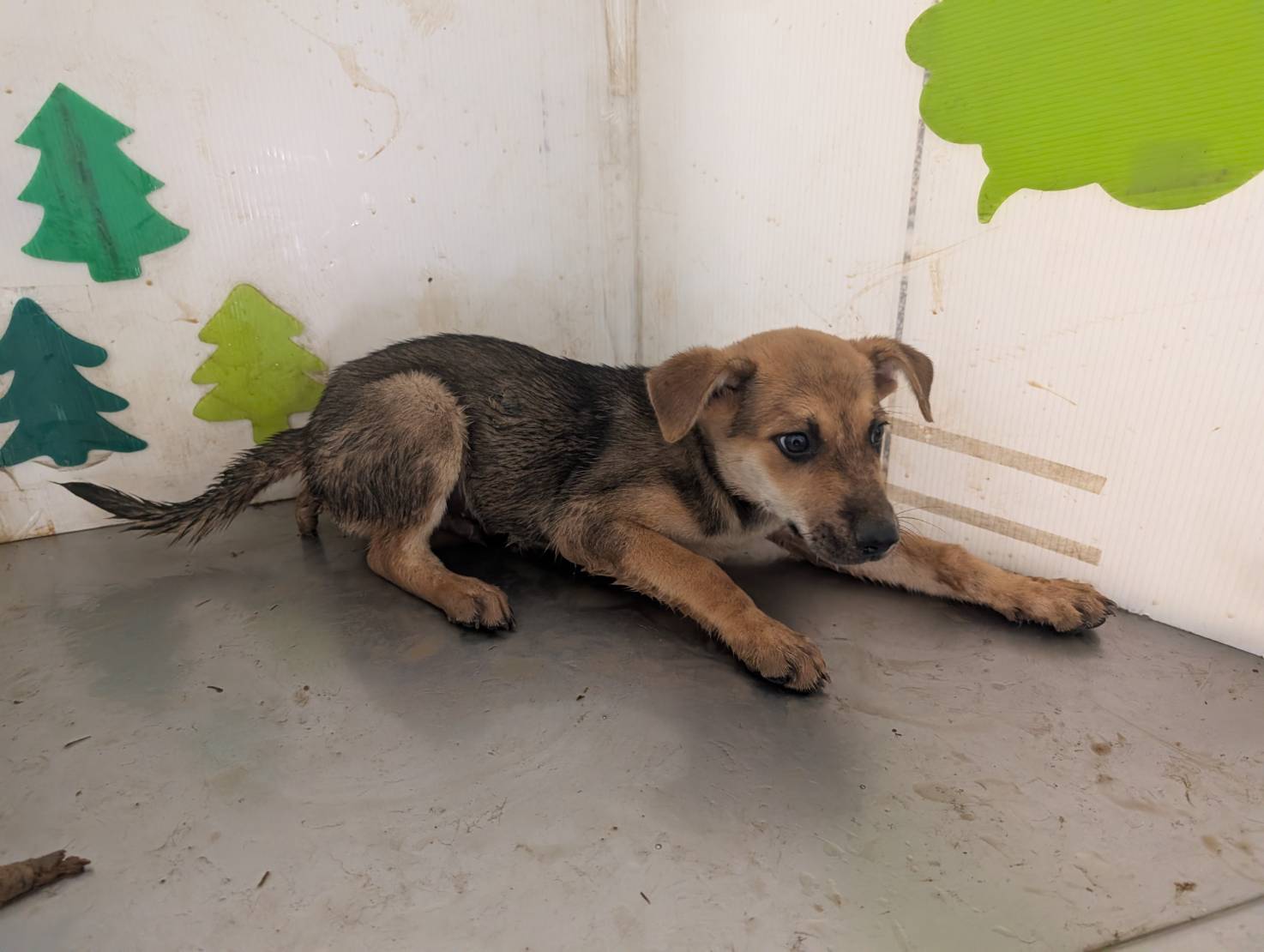 Tan adult male mixed-breed dog, Large, shelter no. …1809