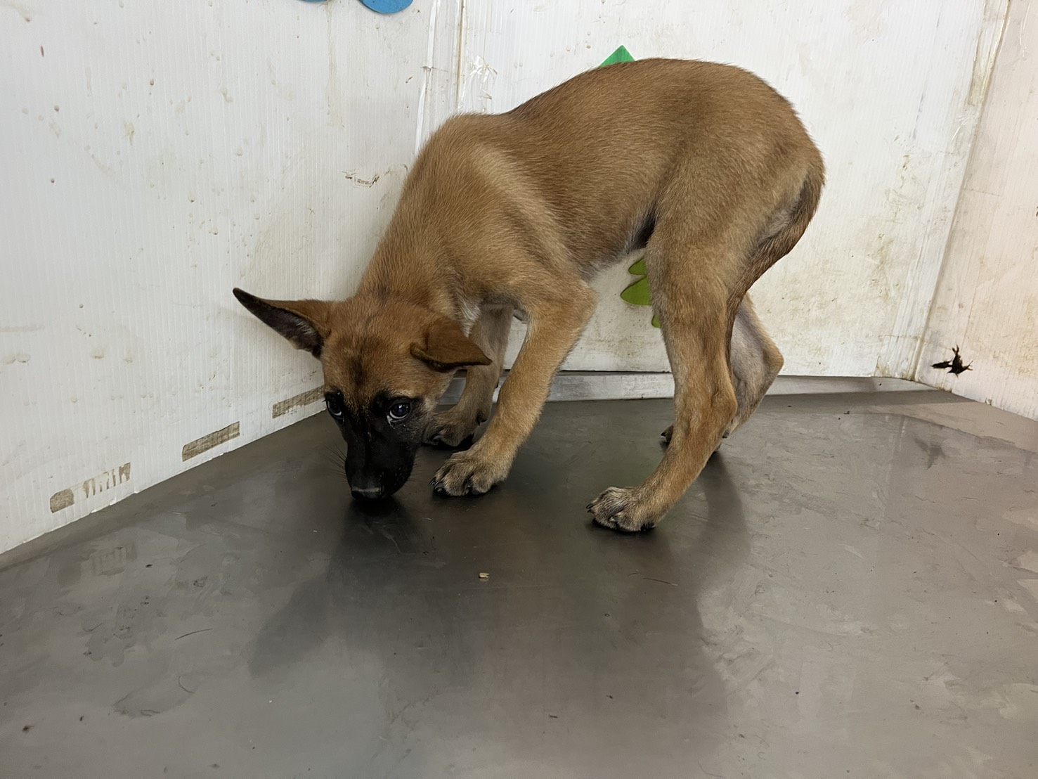 Photo of No. LAABG114122406, Young · Female · Large · Mixed breed