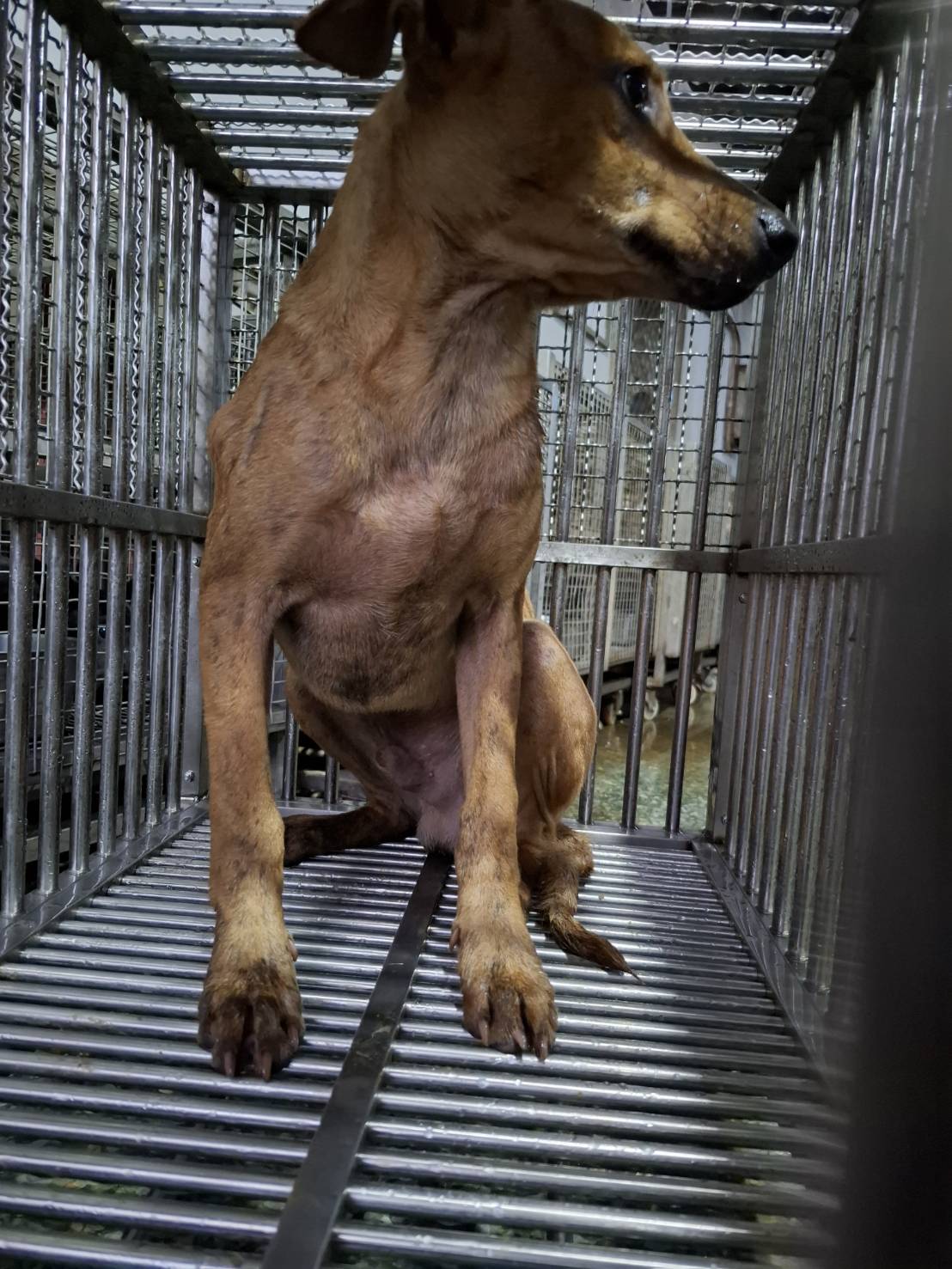 Photo of No. S150616-09, Adult · Male · Large · Mixed breed