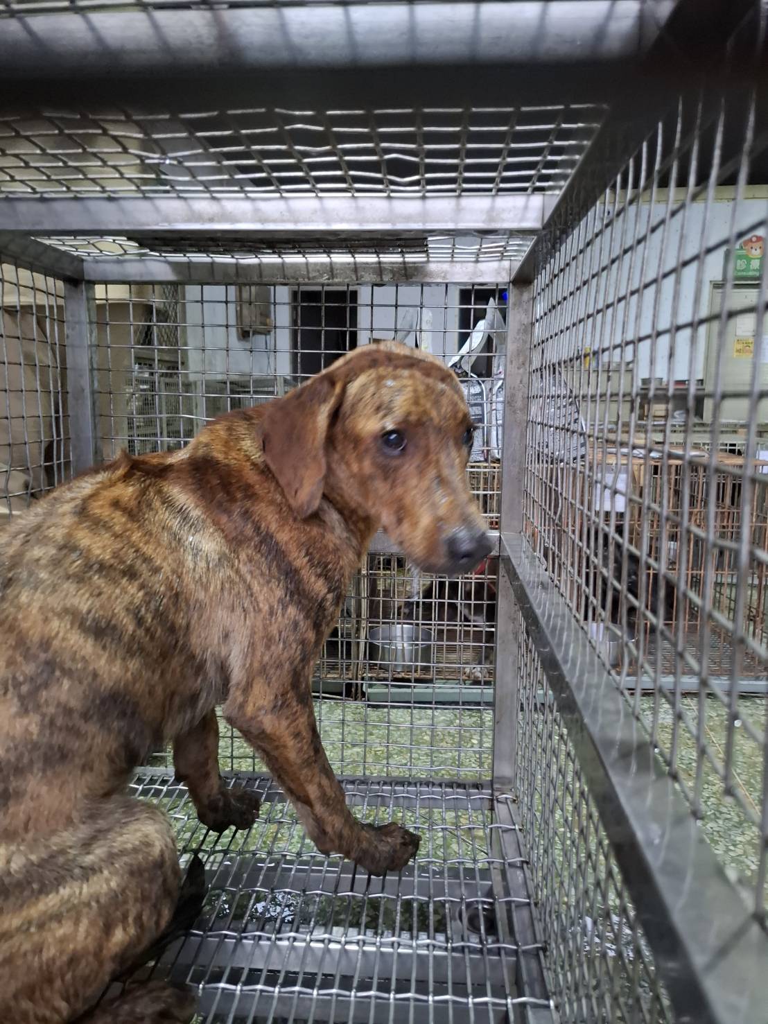 Photo of No. S150616-10, Adult · Male · Large · Mixed breed