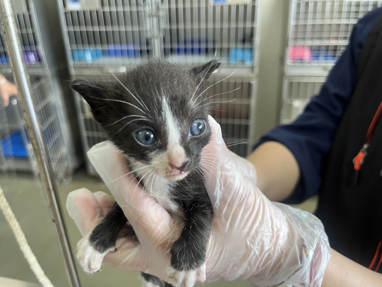 Photo of No. CAAAG1150617001, Young · Male · Small · Mixed breed