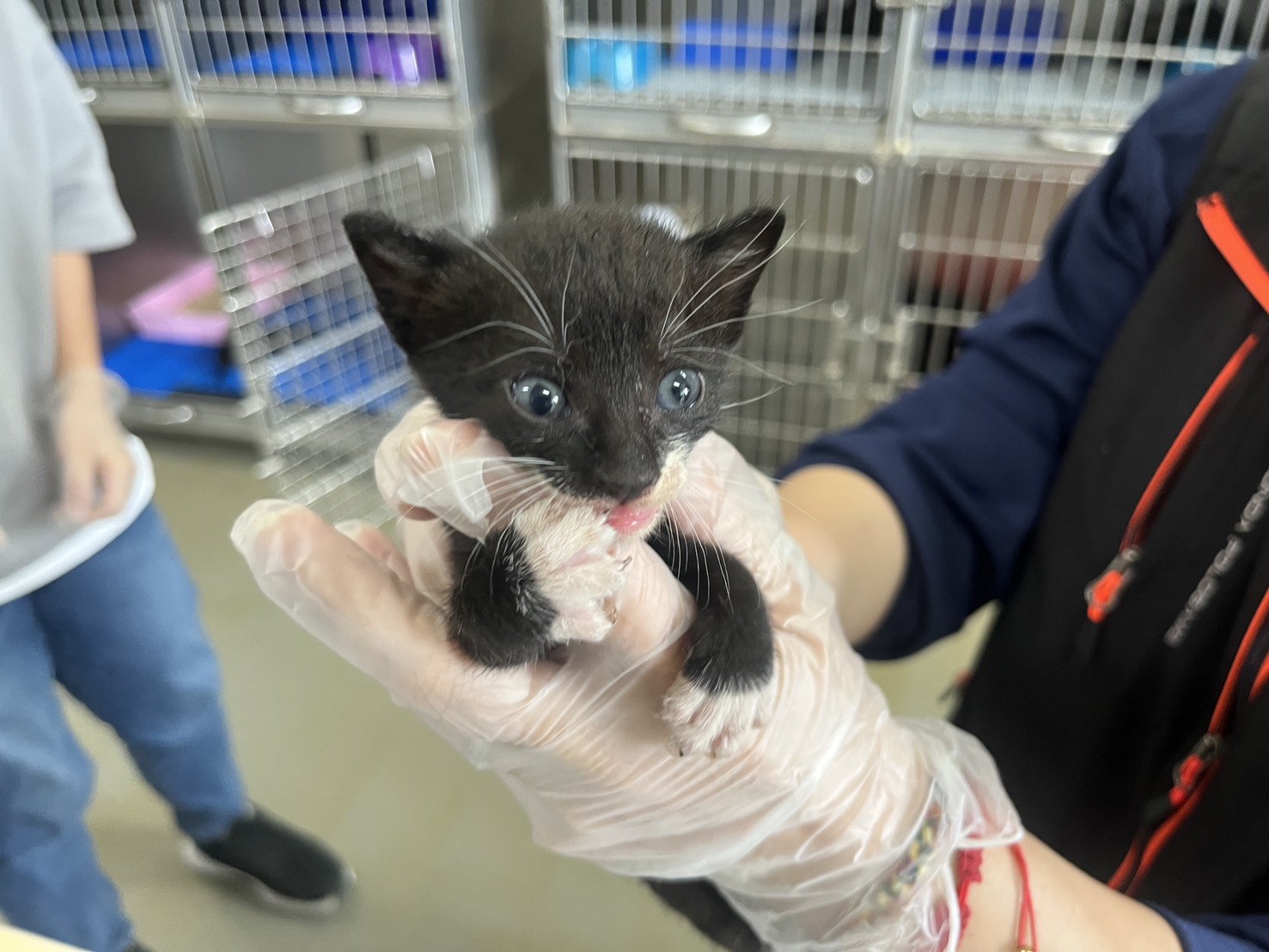 Photo of No. CAAAG1150617004, Young · Female · Small · Mixed breed