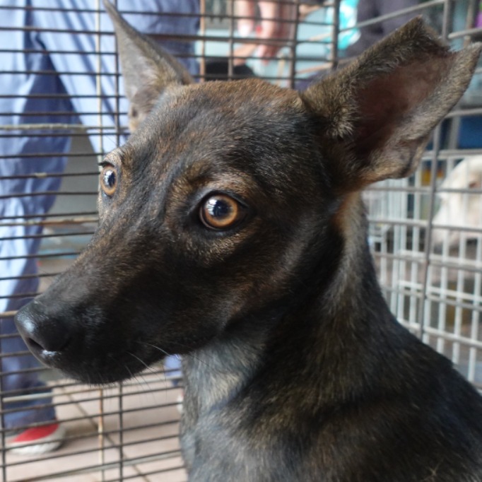 Black-and-tan adult male mixed-breed dog, Medium, shelter no. …7-03