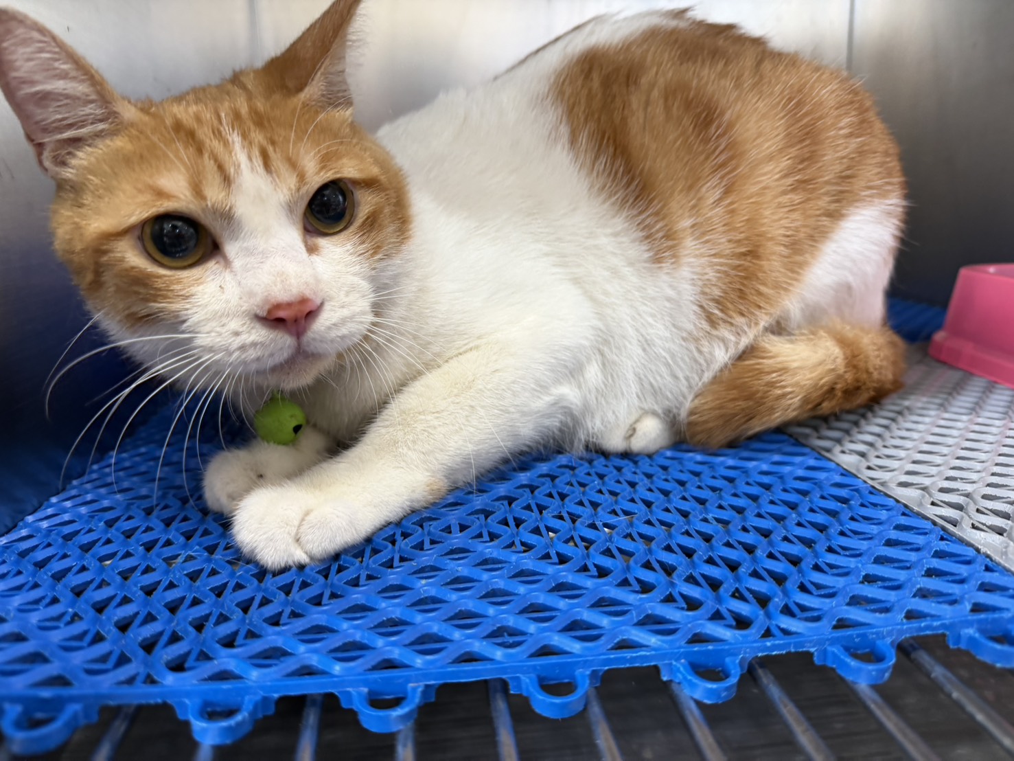 Photo of No. CAAAG1150618010, Adult · Male · Medium · Mixed breed