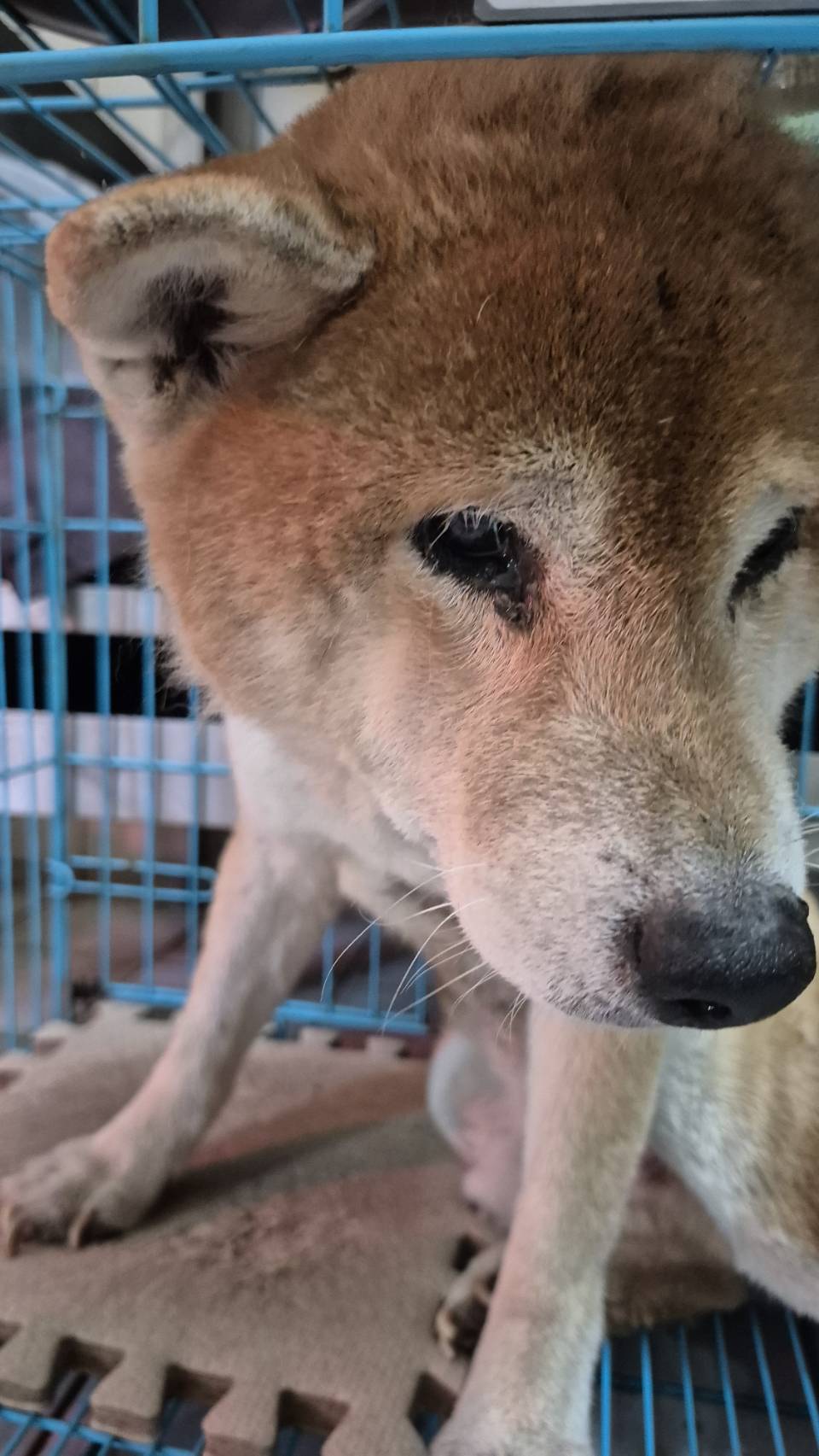Tan adult male Shiba Inu, Medium, shelter no. …8001