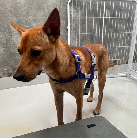 Photo of No. QAAAG1150619002, Adult · Male · Large · Mixed breed