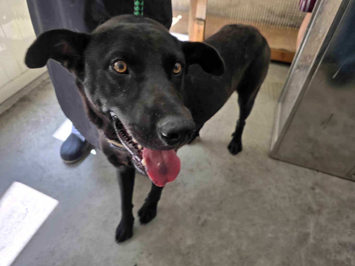 Photo of No. VAAAG115061902, Adult · Male · Medium · Mixed breed
