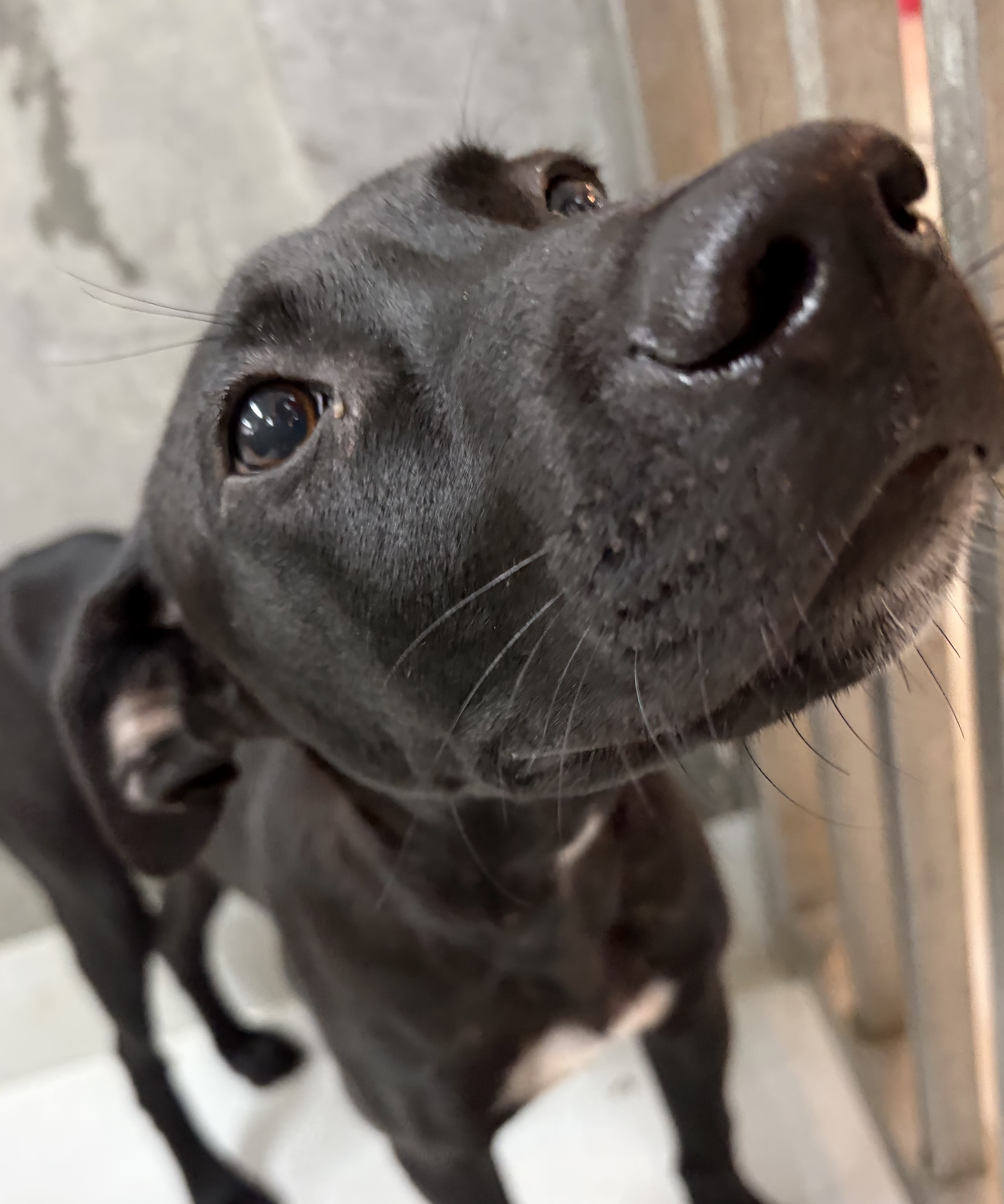 Black adult male mixed-breed dog, Medium, shelter no. …0001