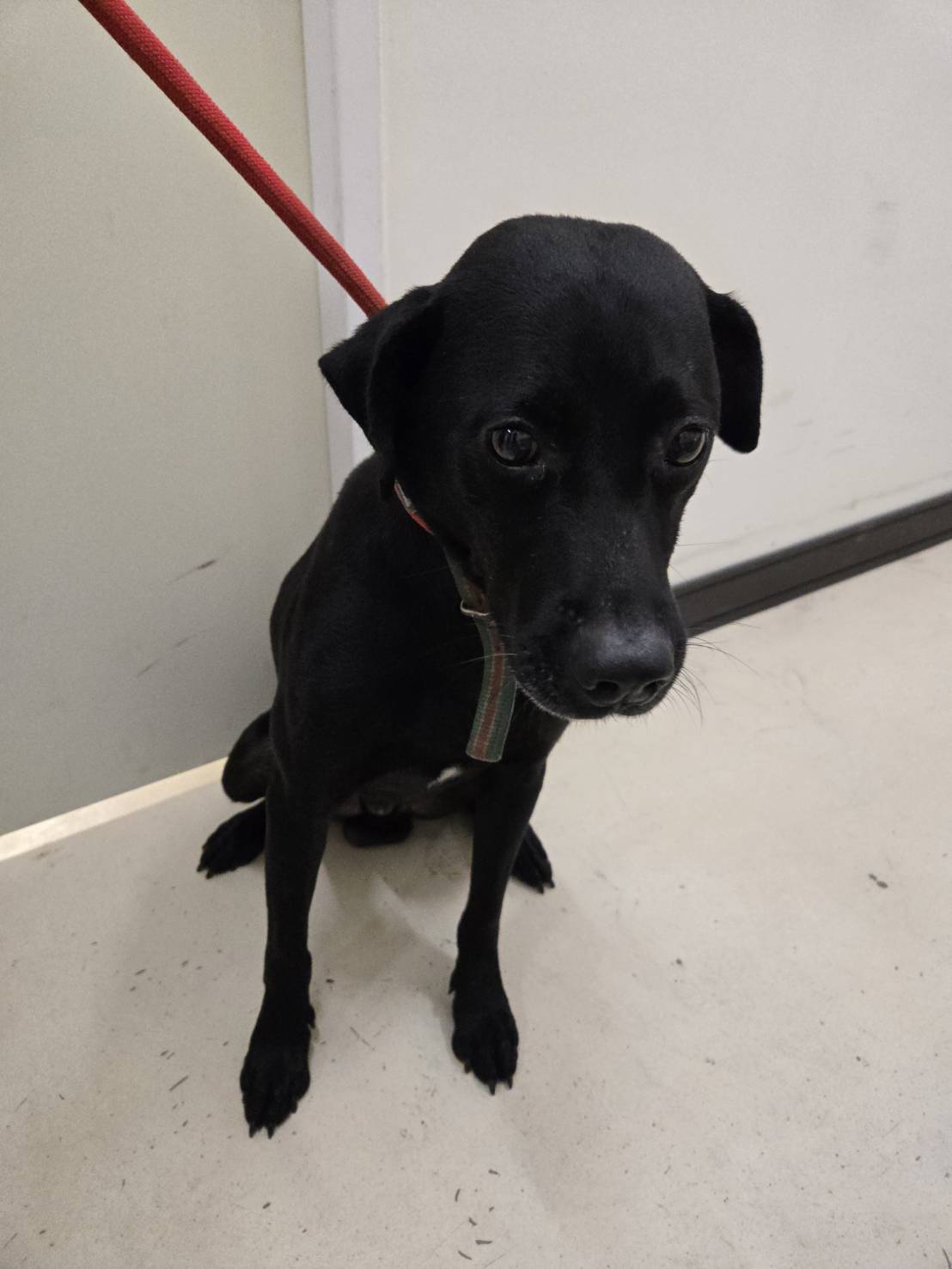 Photo of No. RAAAG1150621001, Adult · Male · Medium · Mixed breed