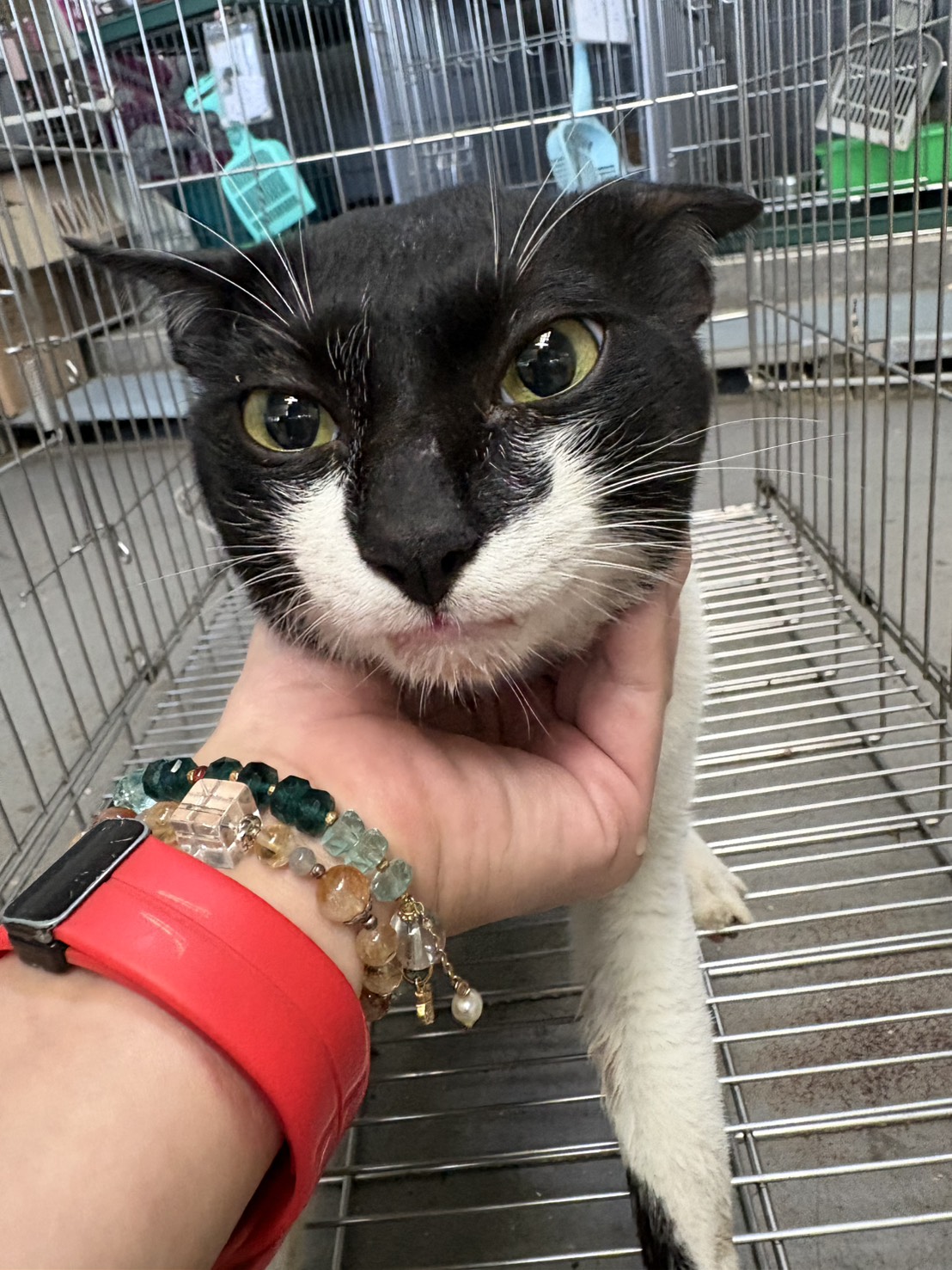 Photo of No. AAAHG1150622001, Adult · Male · Medium · Mixed breed
