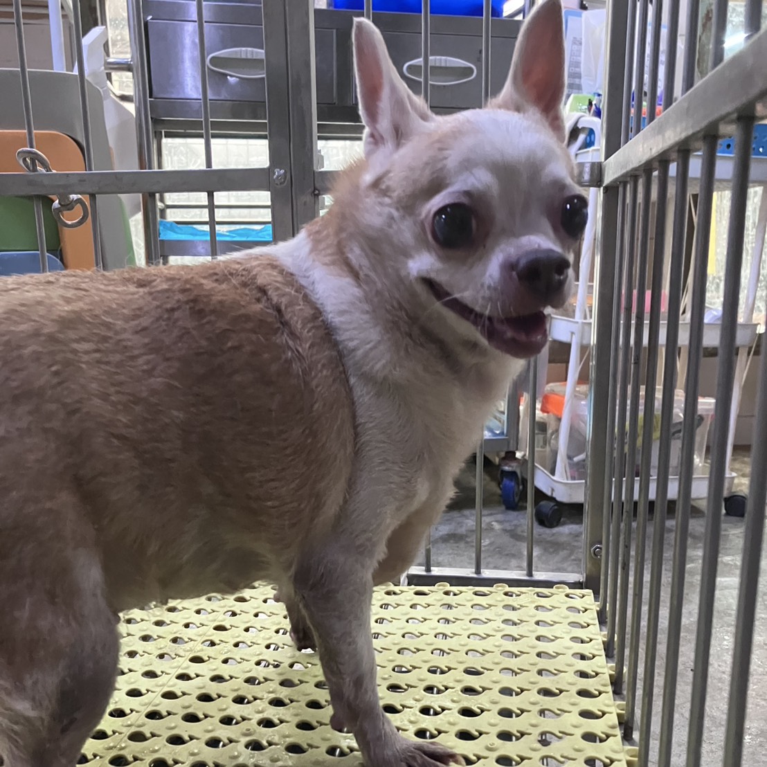 Photo of No. AAACG1150622002, Adult · Female · Small · Chihuahua