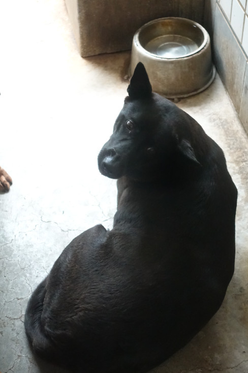 Photo of No. 1151031, Adult · Male · Large · Mixed breed