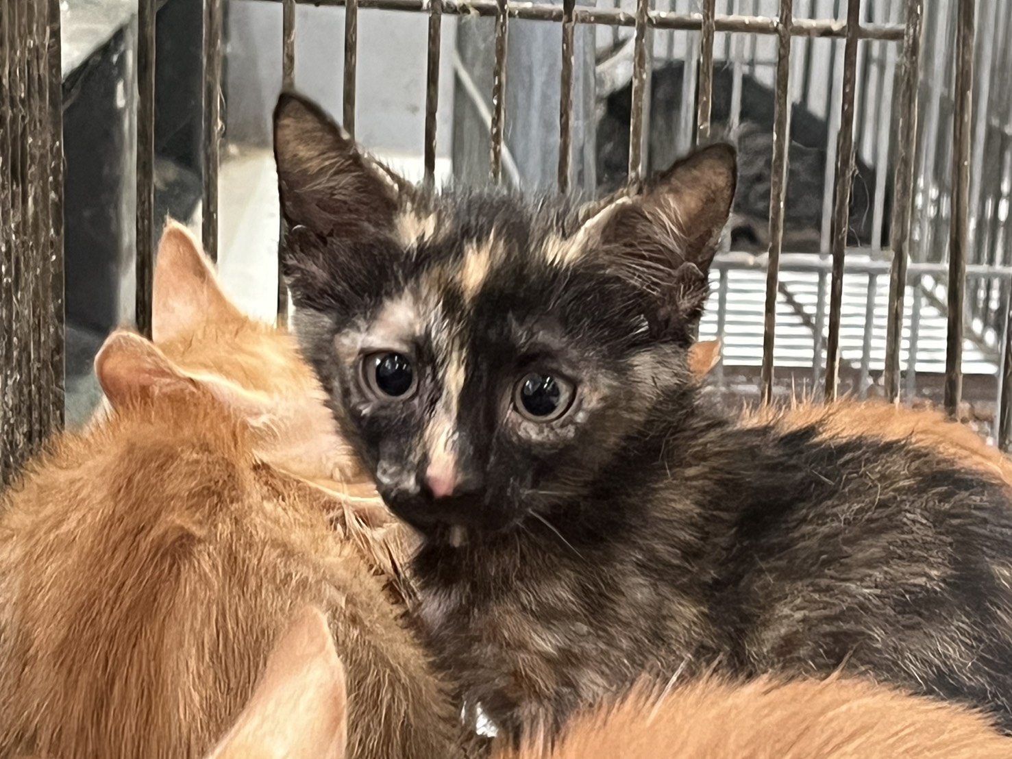 Photo of No. 1150616C05, Young · Female · Small · Mixed breed