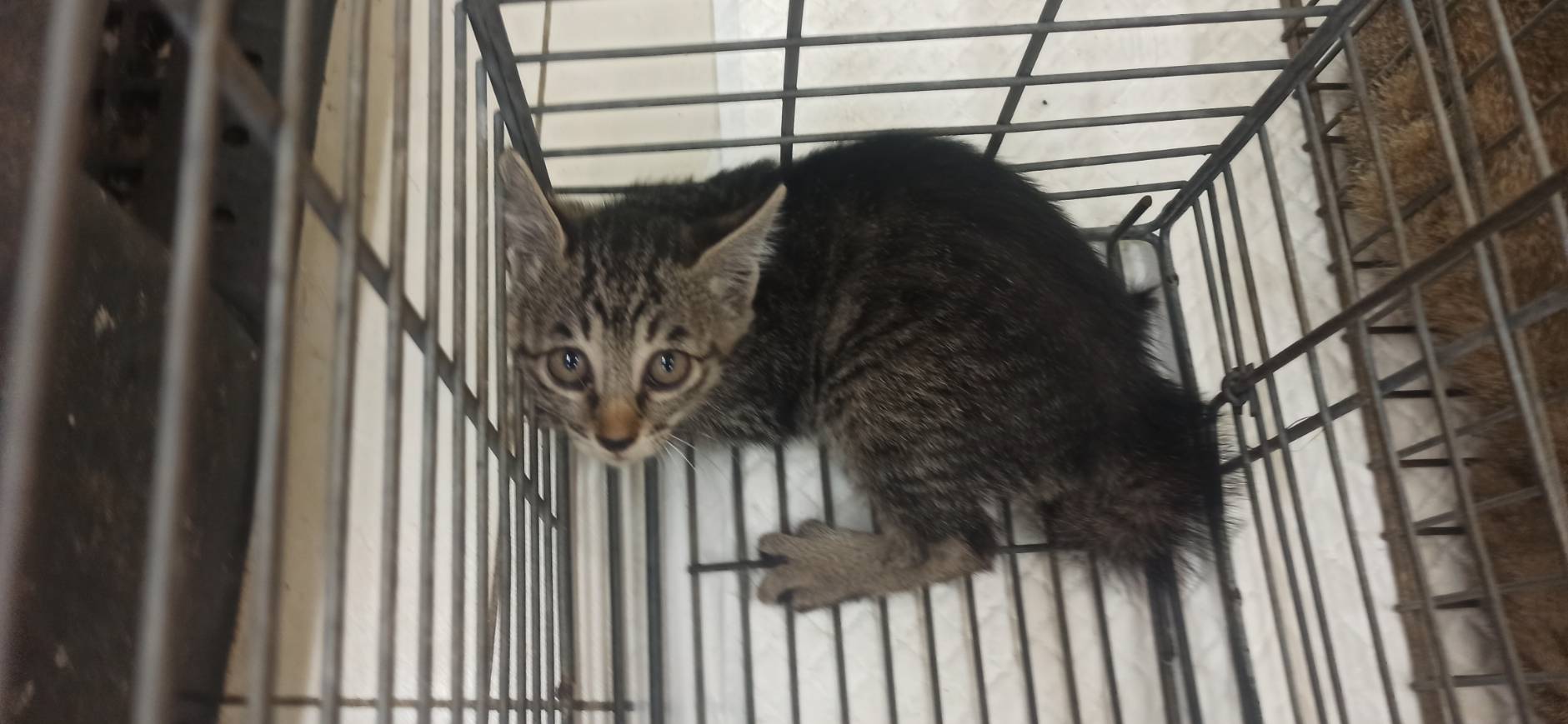 Photo of No. 1150616C06, Young · Female · Small · Mixed breed