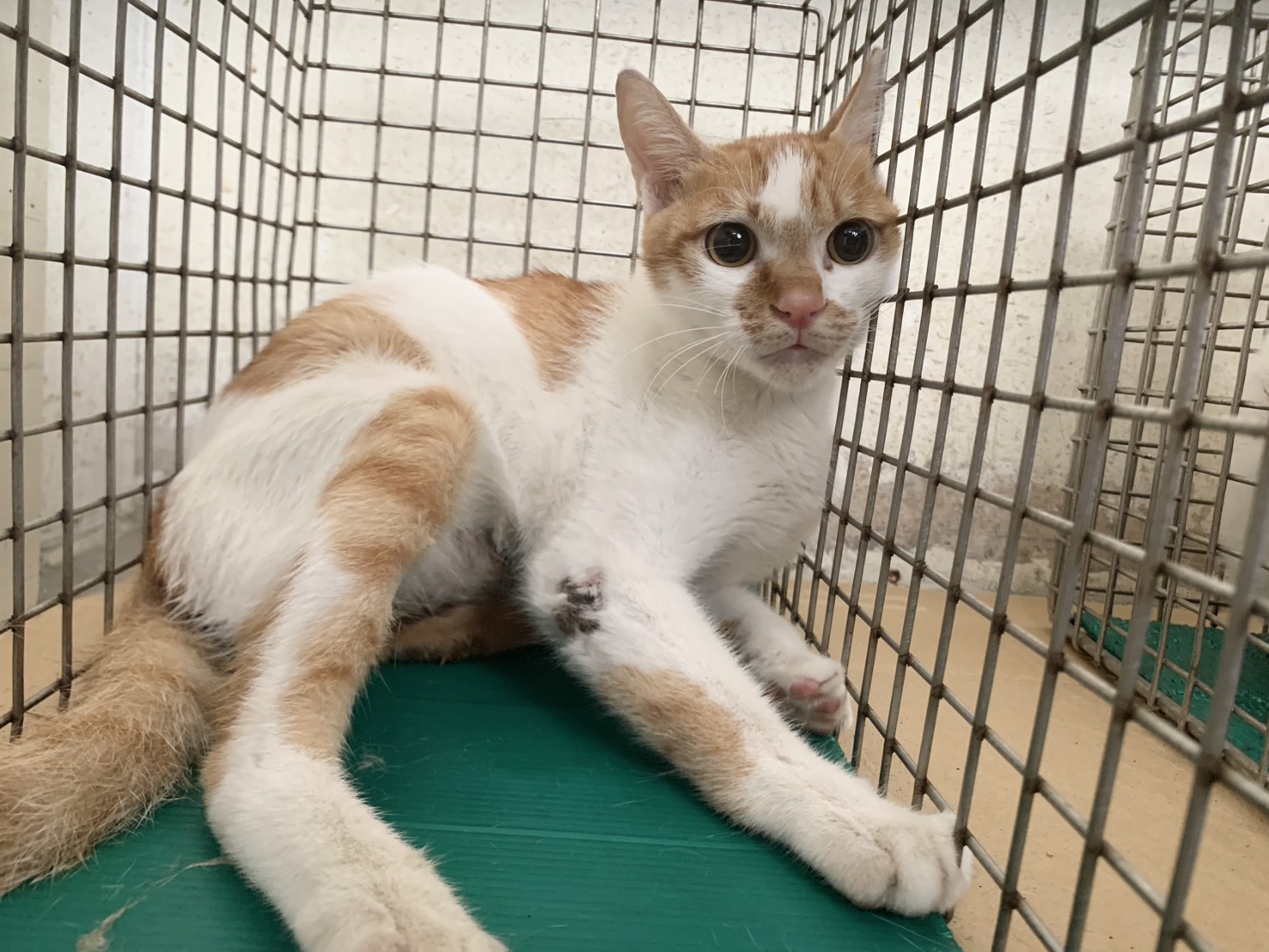 Adult male mixed-breed cat, Small, shelter no. …2302