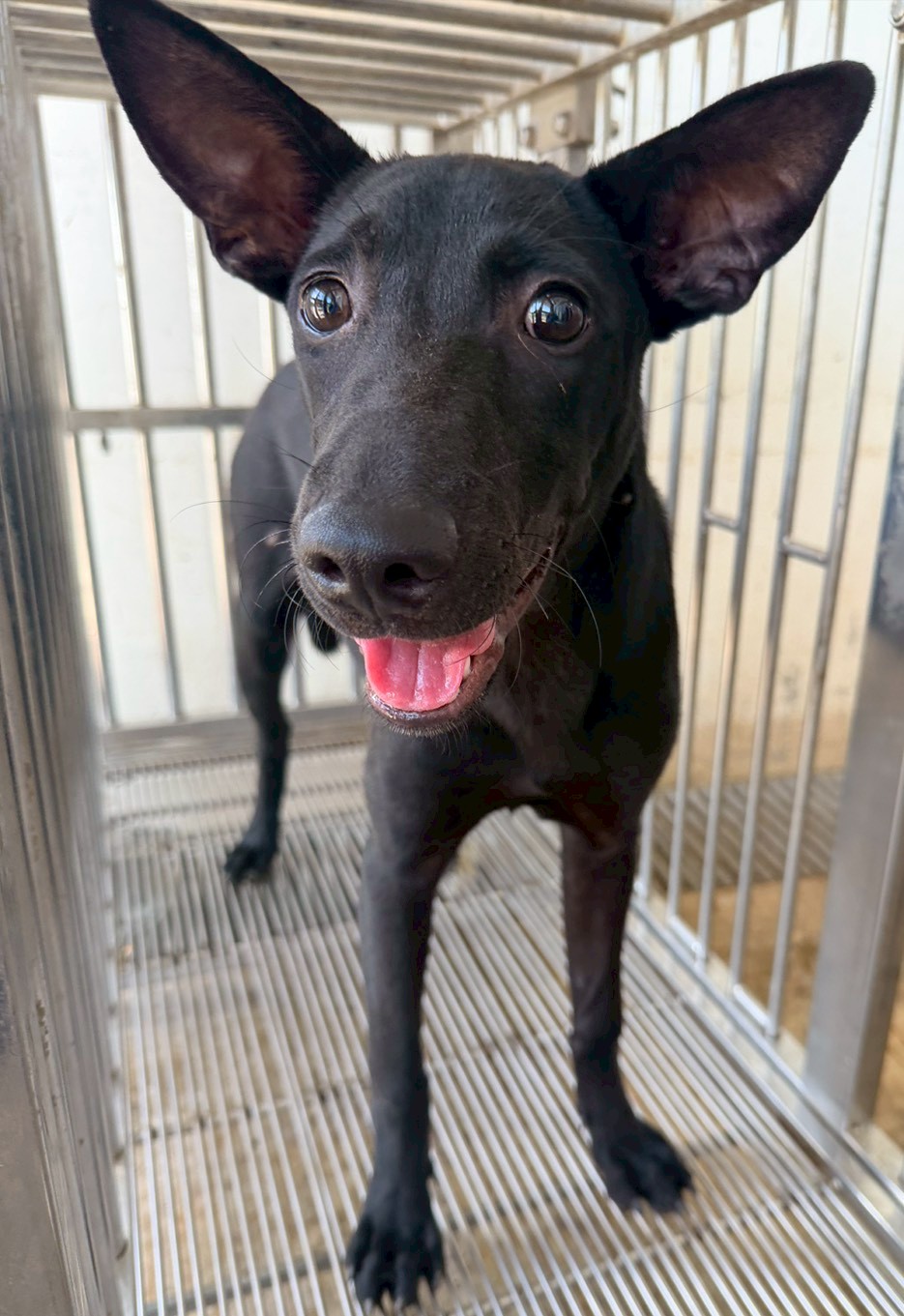 Black adult male mixed-breed dog, Medium, shelter no. …3001