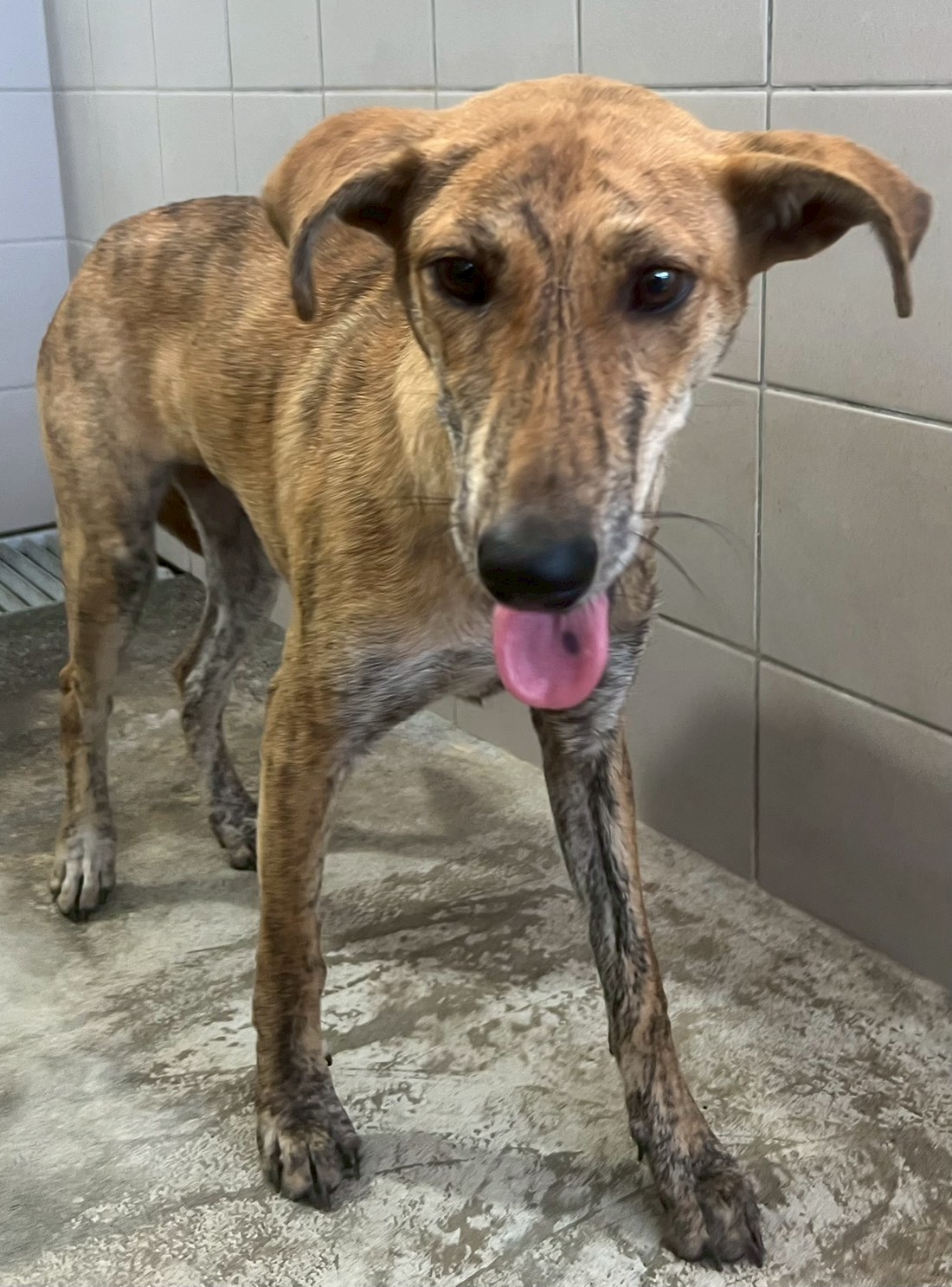 Photo of No. OAAAG1150623002, Adult · Female · Medium · Mixed breed