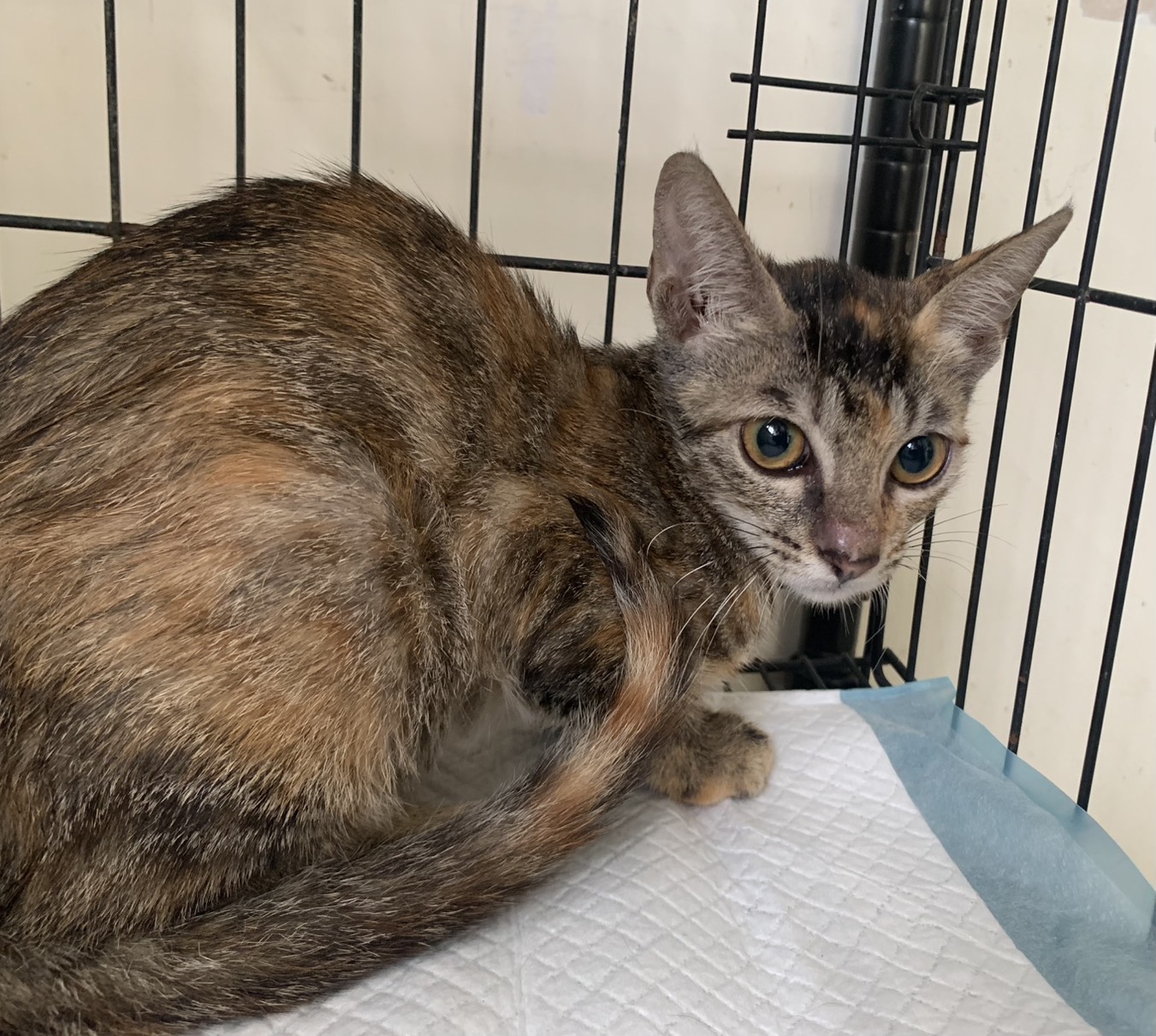 Photo of No. VAAAG115062309, Young · Female · Small · Mixed breed