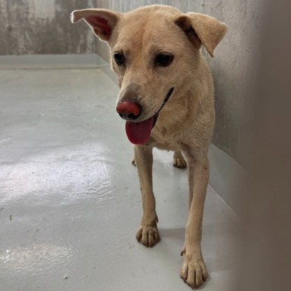 Photo of No. QAAAG1150623001, Adult · Female · Large · Mixed breed