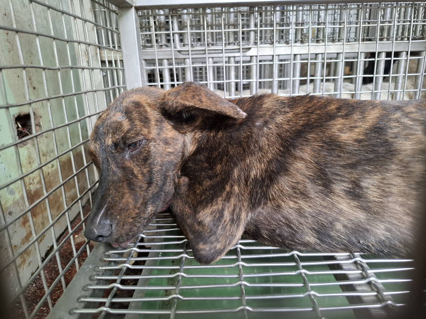 Tabby adult male mixed-breed dog, Medium, shelter no. …4-06
