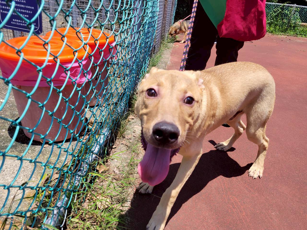 Photo of No. AAADG2026062404, Adult · Male · Medium · Mixed breed