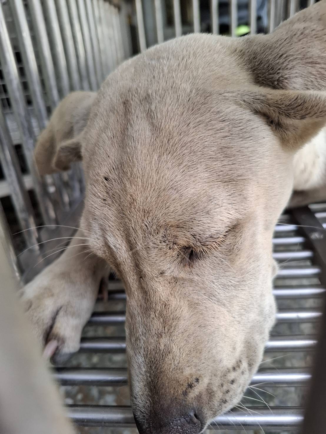 Photo of No. S150624-08, Adult · Female · Medium · Mixed breed