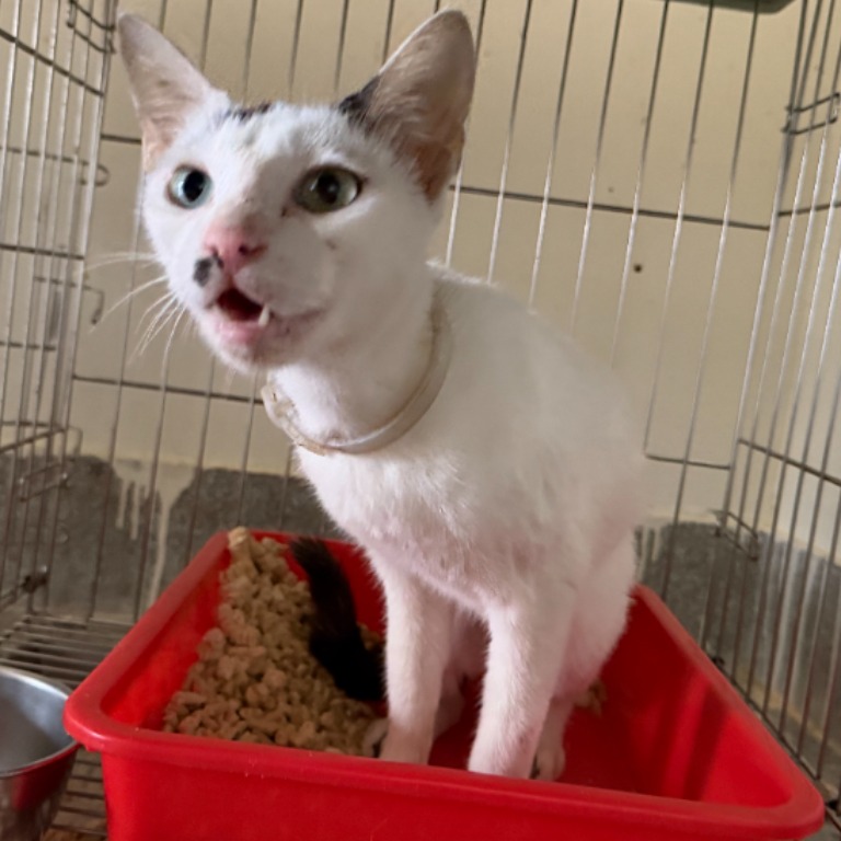 Photo of No. QAAAG1150624001, Adult · Female · Medium · Mixed breed