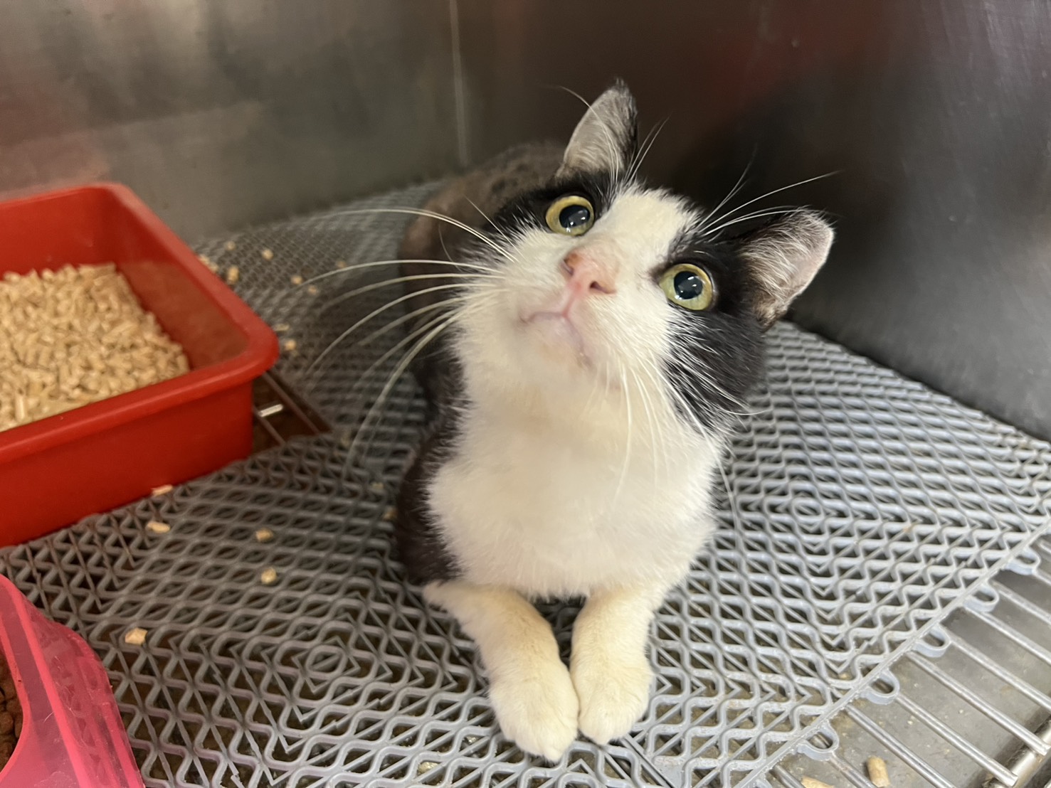 Photo of No. CAAAG1150627003, Adult · Male · Medium · Mixed breed